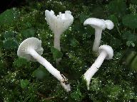 Hygrophorus piceae 