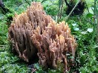 Ramaria testaceoflava 