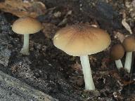 Pluteus phlebophorus 