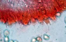 hymenium s bazidiemi