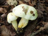 Hygrophorus chrysodon 