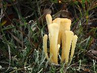 Clavaria argillacea