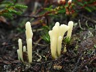 Clavaria argillacea