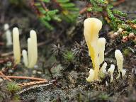 Clavaria argillacea