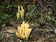 Clavaria argillacea 