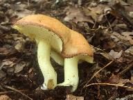 Suillus granulatus 