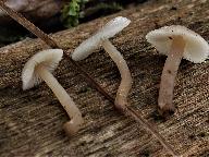 Tephrocybe platypus 