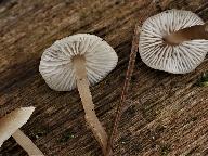 Tephrocybe platypus 