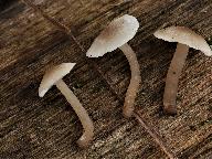 Tephrocybe platypus 