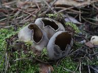 Helvella leucomelaena 