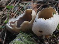 Helvella leucomelaena 