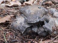 Hygrophorus marzuolus