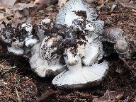 Hygrophorus marzuolus