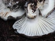Hygrophorus marzuolus