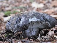 Hygrophorus marzuolus