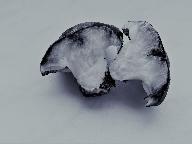 Hygrophorus marzuolus
