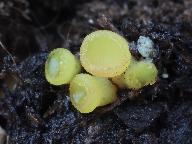 Ascobolus crenulatus