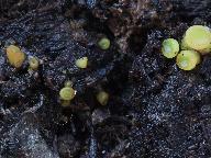 Ascobolus crenulatus
