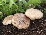 Agaricus bisporus 