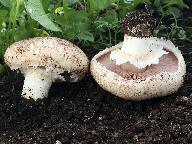 Agaricus bisporus