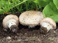 Agaricus bisporus 