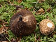 Elaphomyces granulatus 
