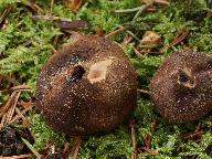 Elaphomyces granulatus 