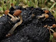 Psathyrella tenuicula