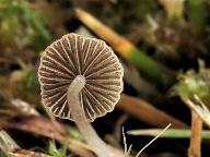 Psathyrella tenuicula