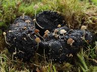 Psathyrella tenuicula