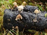 Psathyrella tenuicula 