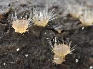 Lasiobolus macrotrichus 