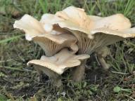 Infundibulicybe costata