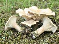 Infundibulicybe costata