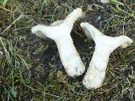 Infundibulicybe costata