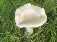 Infundibulicybe costata