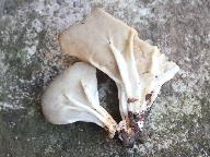 Helvella costifera