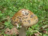 Amanita ceciliae 