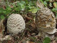 Amanita ceciliae 