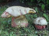 Rubroboletus legaliae 
