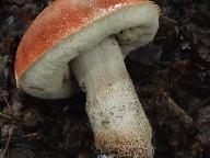 Leccinum aurantiacum 