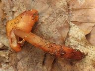 Phaeocollybia christinae