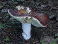 foto Oldřich Jindřich
