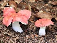 Russula rosea