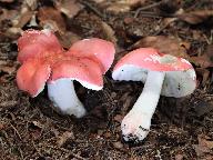 Russula rosea 