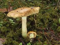 Cortinarius percomis 