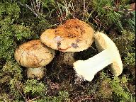 Cortinarius sulfurinus