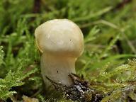 Hygrophorus gliocyclus 