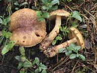 Cortinarius phrygianus