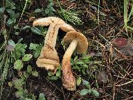 Cortinarius phrygianus